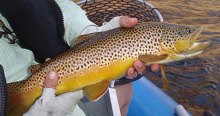 New Wave Rafting Guided Fly Fishing Trip