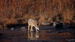 Coyote on the ice, Rio Grande, NM